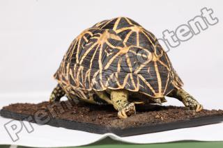 Turtle whole body reference 0001